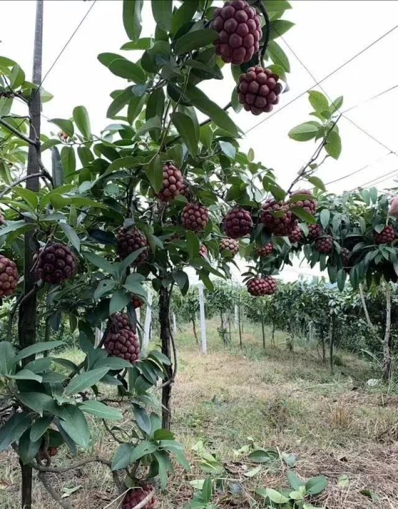 布福娜