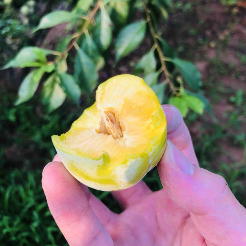 《李子牛心李子》———一口咬出甜蜜惊喜。。。。。。