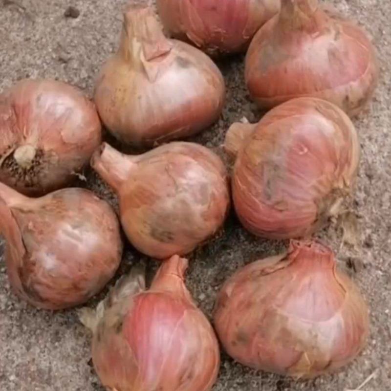 东北吉林毛葱头，红葱头，鬼子葱，大量有货，实力代办