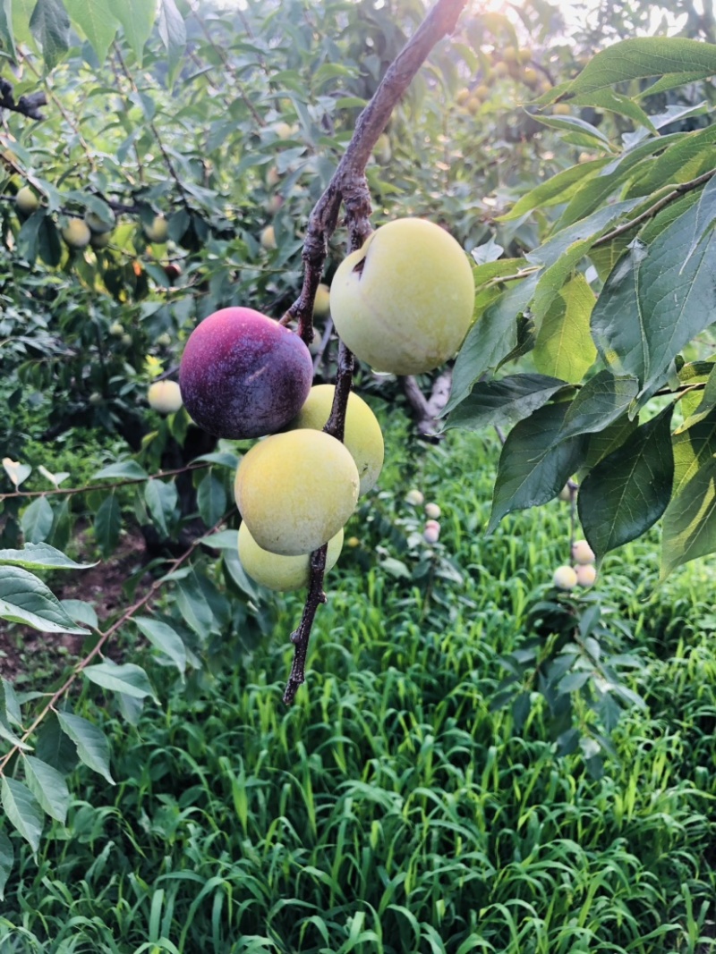 《李子牛心李子》———一口咬出甜蜜惊喜。。。。。。
