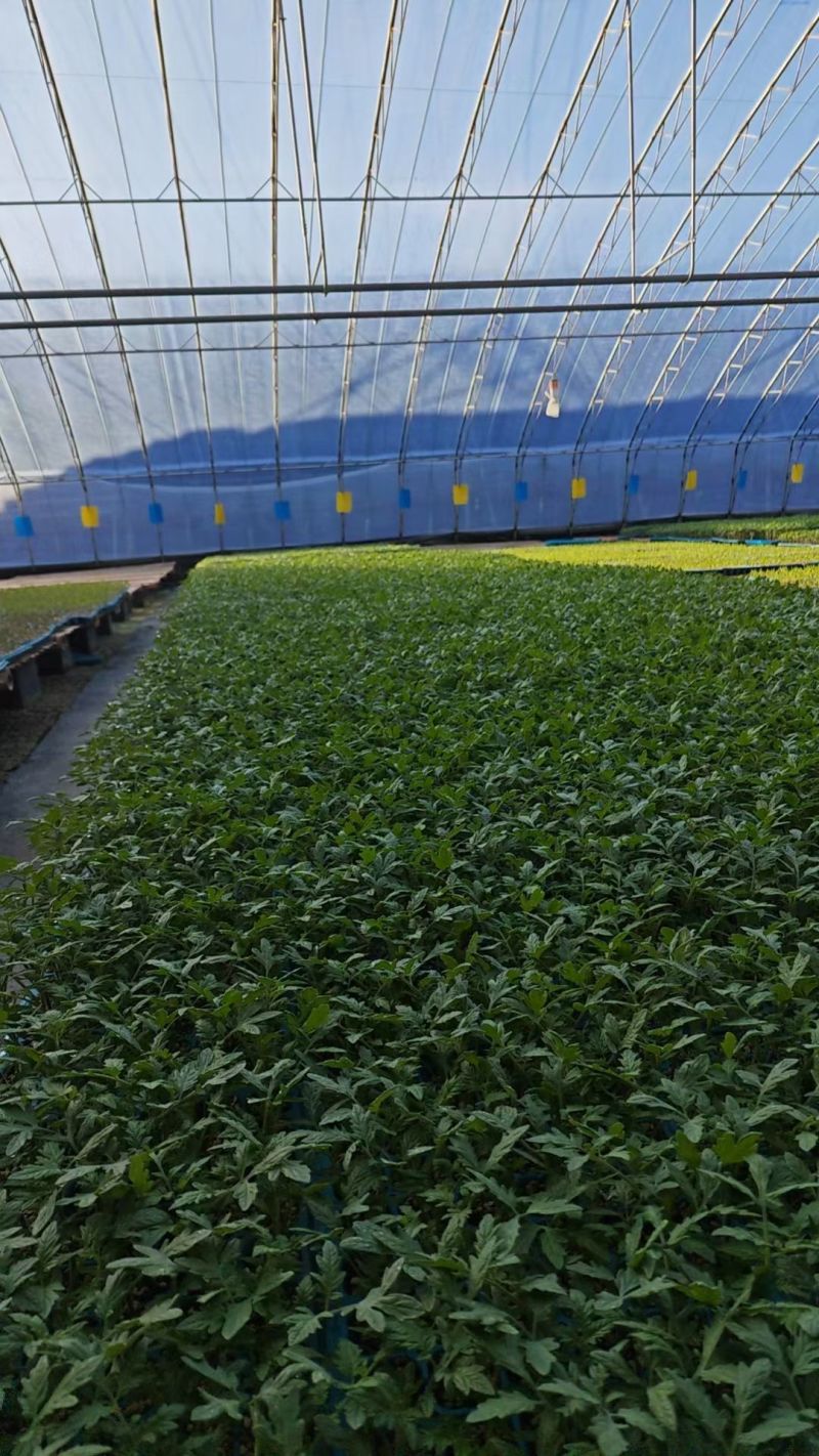 大果口感绿肩西红柿苗水果番茄苗种苗蔬菜苗西红柿苗酸甜多汁