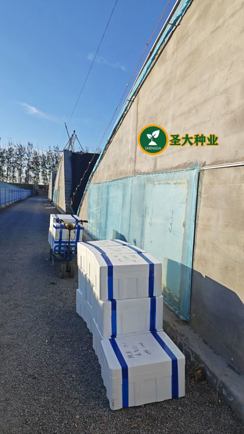 大果口感绿肩西红柿苗水果番茄苗种苗蔬菜苗西红柿苗酸甜多汁