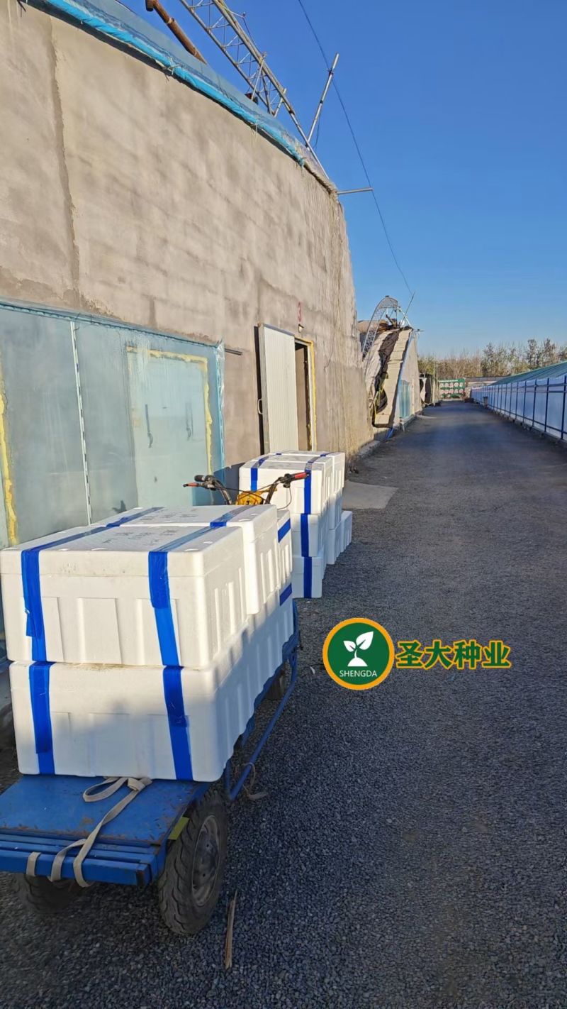 大果口感绿肩西红柿苗水果番茄苗种苗蔬菜苗西红柿苗酸甜多汁