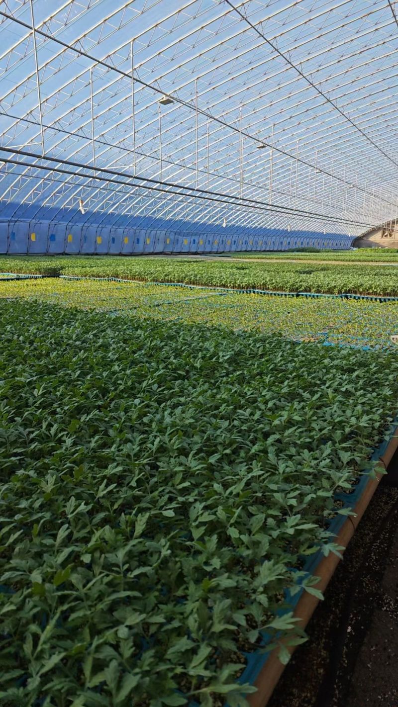 大果口感绿肩西红柿苗水果番茄苗种苗蔬菜苗西红柿苗酸甜多汁