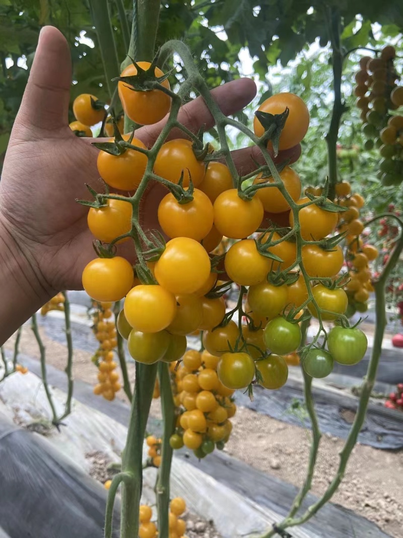 金色阳光圆形高甜度黄色小番茄硬度好耐裂果品质保证厂家直销