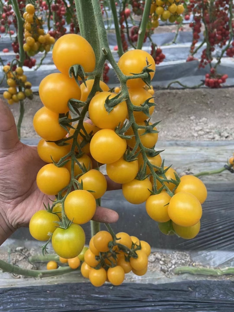 金色阳光圆形高甜度黄色小番茄硬度好耐裂果品质保证厂家直销
