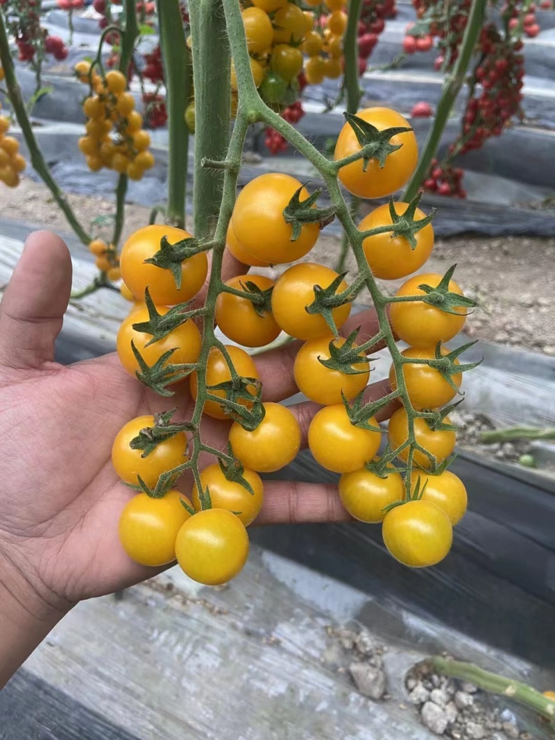 金色阳光圆形高甜度黄色小番茄硬度好耐裂果品质保证厂家直销