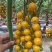 金色阳光圆形高甜度黄色小番茄硬度好耐裂果品质保证厂家直销