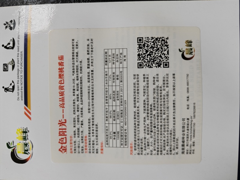 金色阳光圆形高甜度黄色小番茄硬度好耐裂果品质保证厂家直销