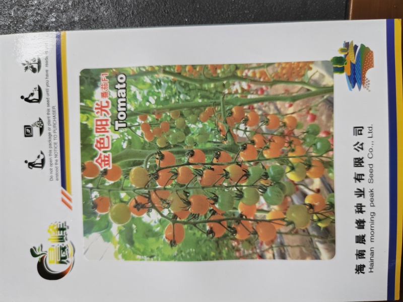 金色阳光圆形高甜度黄色小番茄硬度好耐裂果品质保证厂家直销