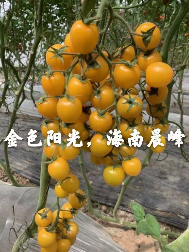 金色阳光圆形高甜度黄色小番茄硬度好耐裂果品质保证厂家直销
