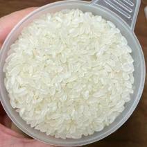 珍珠米新米整颗粒色泽好米饭香
