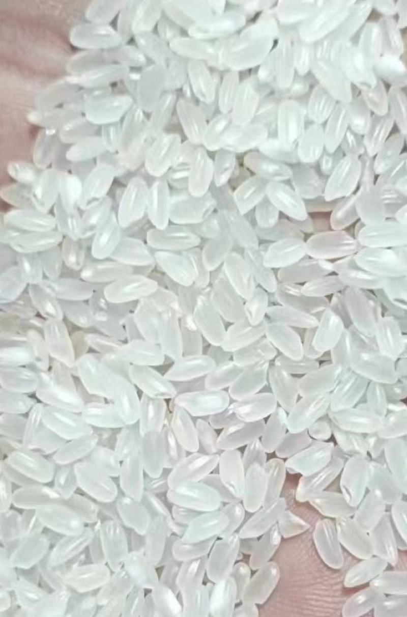 珍珠米新米整颗粒色泽好米饭香