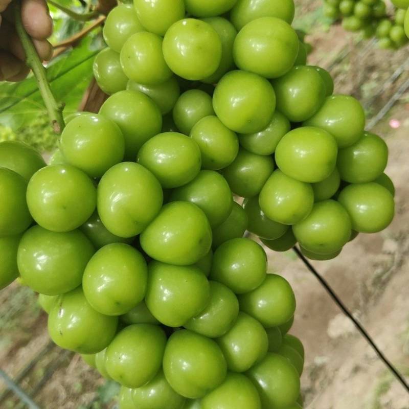 西昌阳光玫瑰多汁翠甜一手货源量大从优欢迎来电咨询