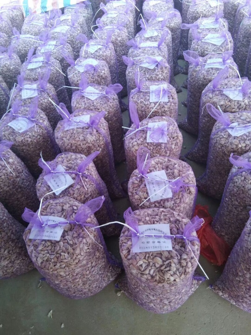 江苏徐州精品红蒜种蒜种