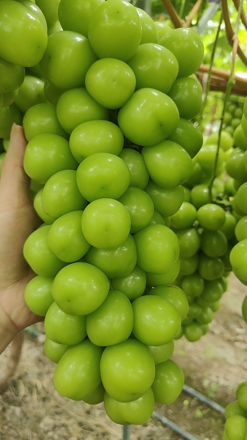 西昌阳光玫瑰多汁翠甜一手货源量大从优欢迎来电咨询