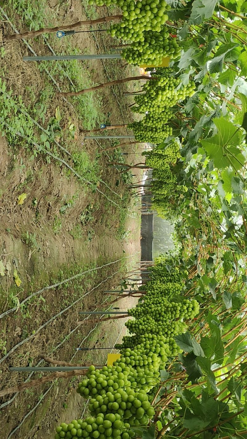 西昌阳光玫瑰多汁翠甜一手货源量大从优欢迎来电咨询