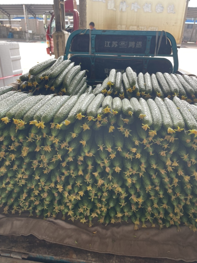 兰陵县精品鲜花密刺黄瓜
