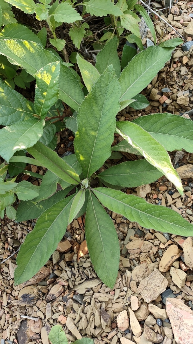 贵州紫色马耳艾苗出售