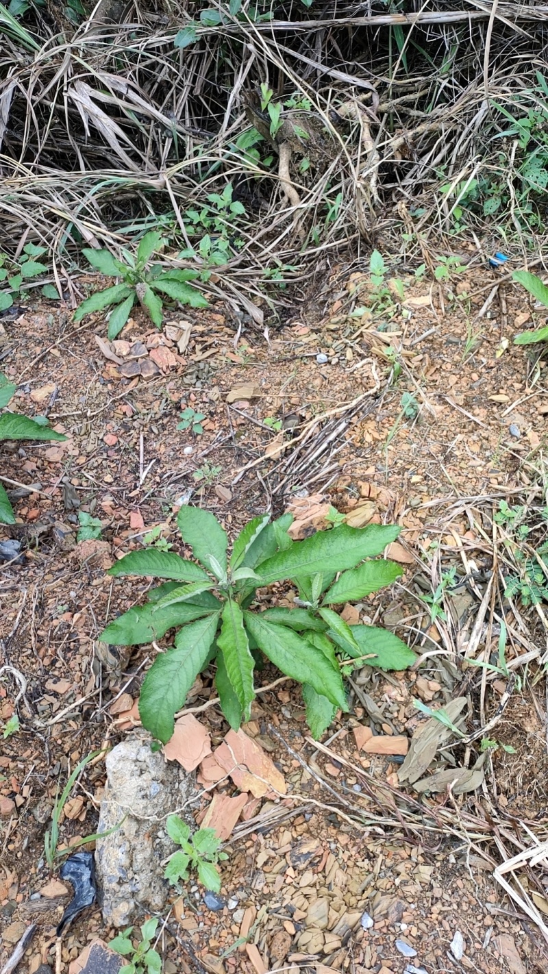 贵州紫色马耳艾苗出售