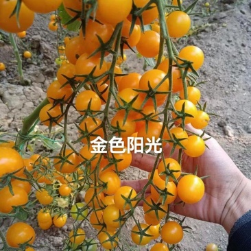 金色阳光圆形高甜度黄色小番茄硬度好耐裂果品质保证厂家直销