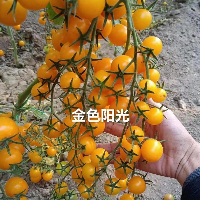 金色阳光圆形高甜度黄色小番茄硬度好耐裂果品质保证厂家直销