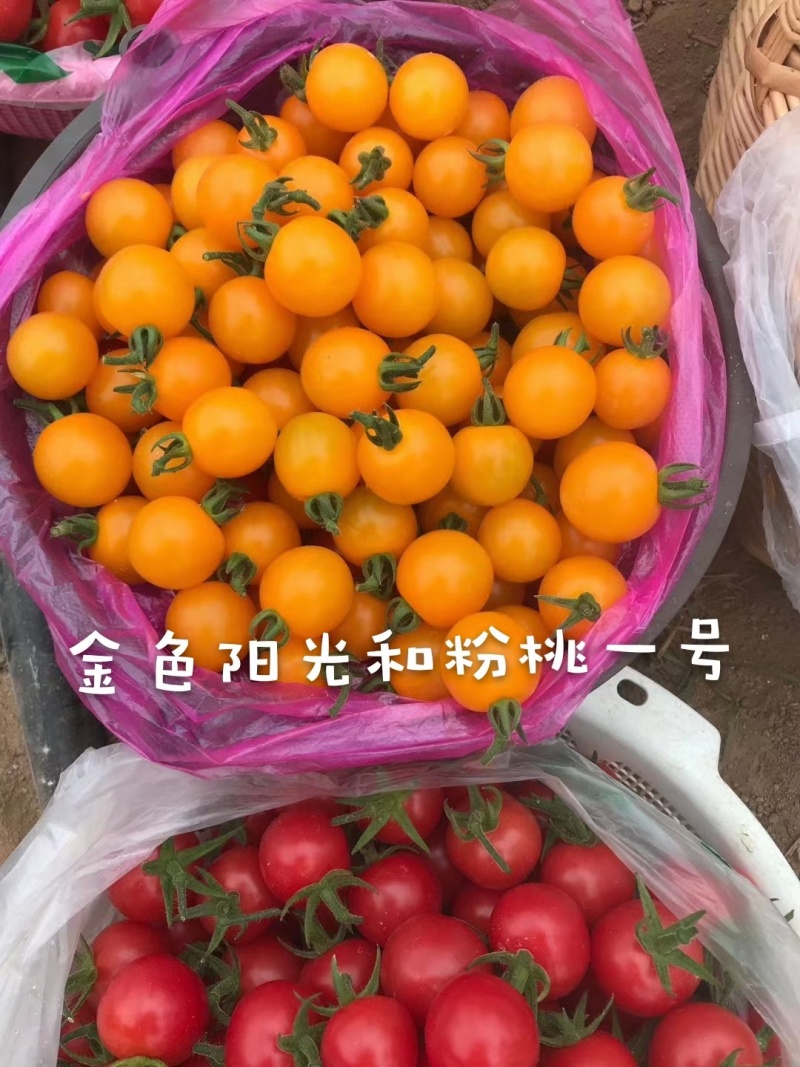 金色阳光圆形高甜度黄色小番茄硬度好耐裂果品质保证厂家直销