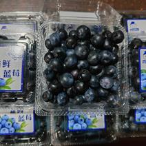 蓝莓冻果，鲜果