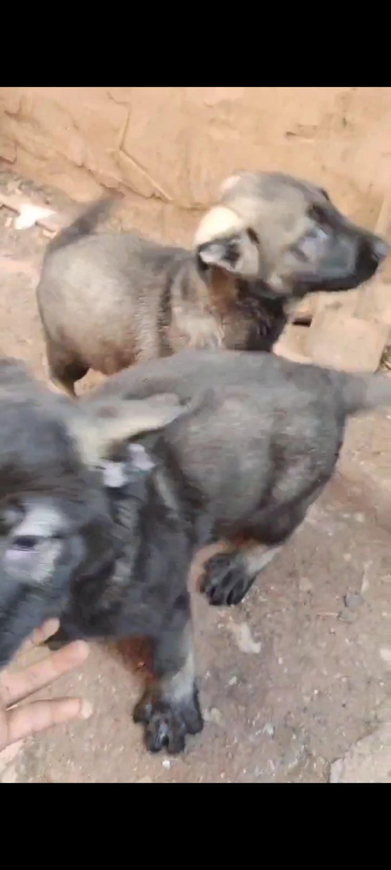 昆明犬