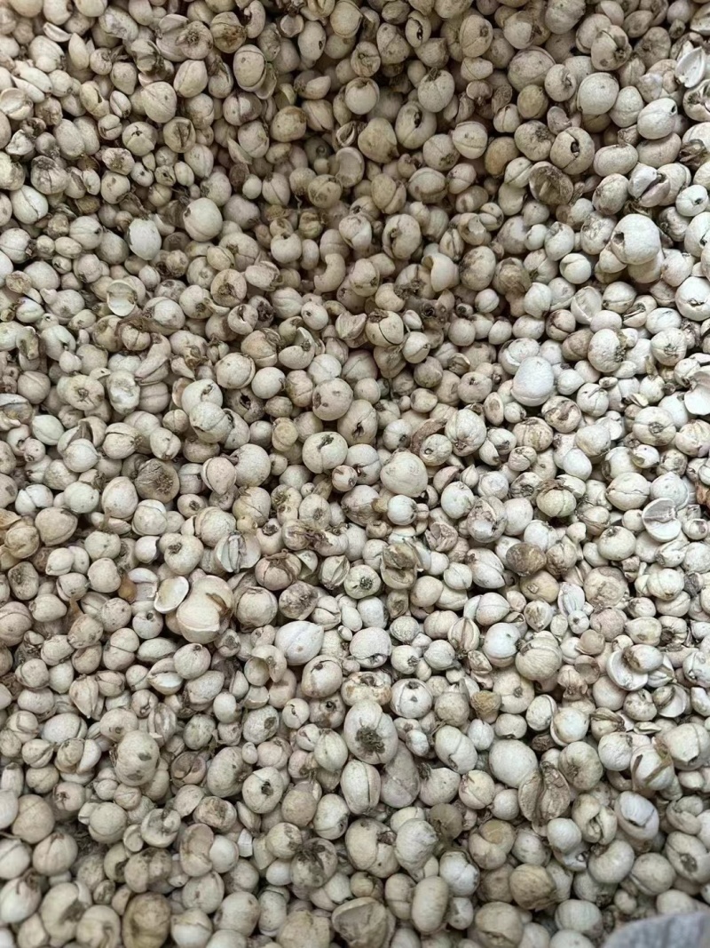 贝母一手货源价格实惠欢迎进店选购