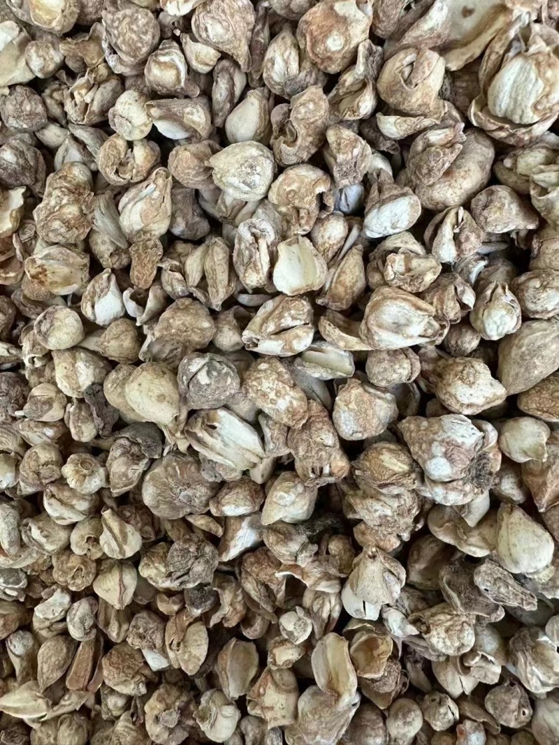 贝母一手货源价格实惠欢迎进店选购