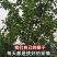 《翠玉梨》砀山翠冠梨/砀山梨/产地直发/量大价优