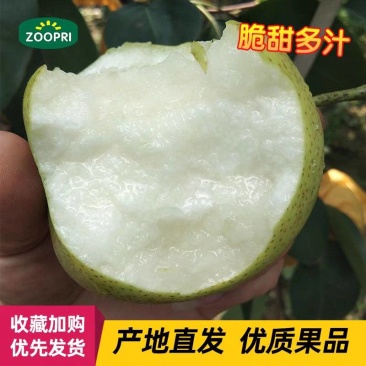 《翠玉梨》砀山翠冠梨/砀山梨/产地直发/量大价优