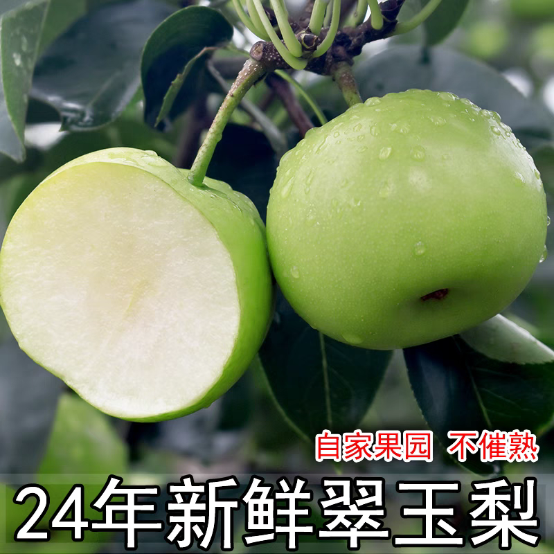 《翠玉梨》砀山翠冠梨/砀山梨/产地直发/量大价优