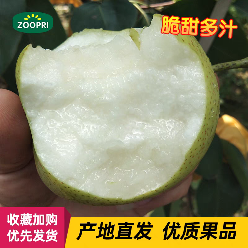 《翠玉梨》砀山翠冠梨/砀山梨/产地直发/量大价优