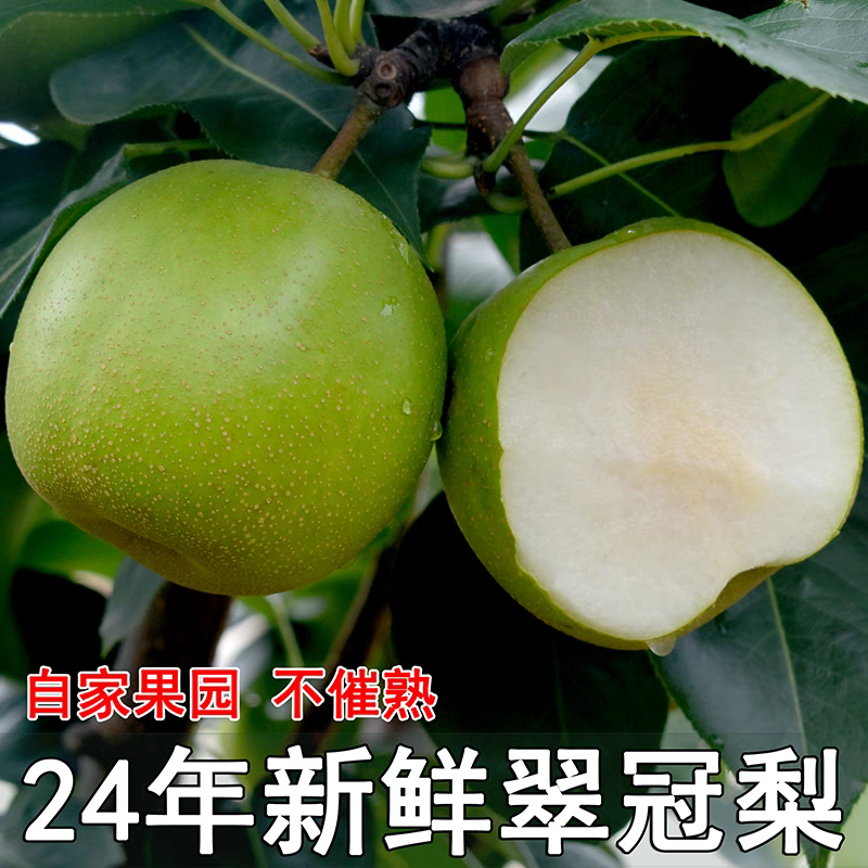 《翠冠梨》砀山翠冠梨/砀山梨/产地直发/量大价优