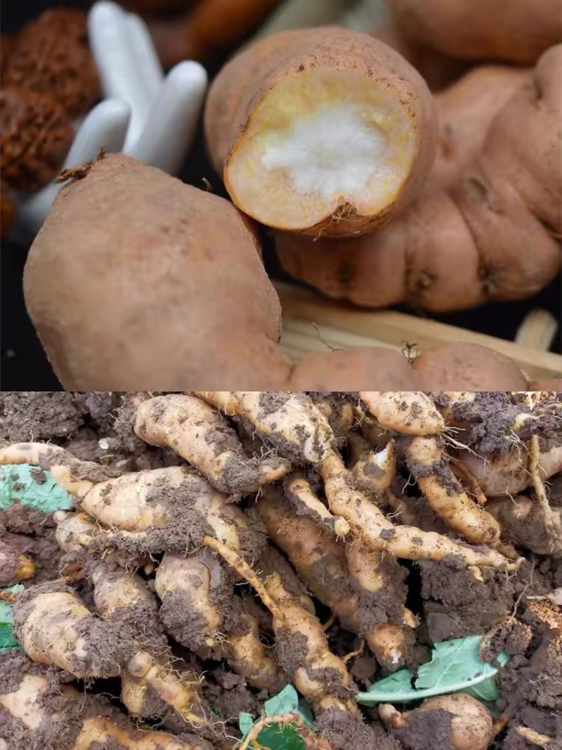 生地片货干无硫新货切片货源充足全国包邮欢迎咨询