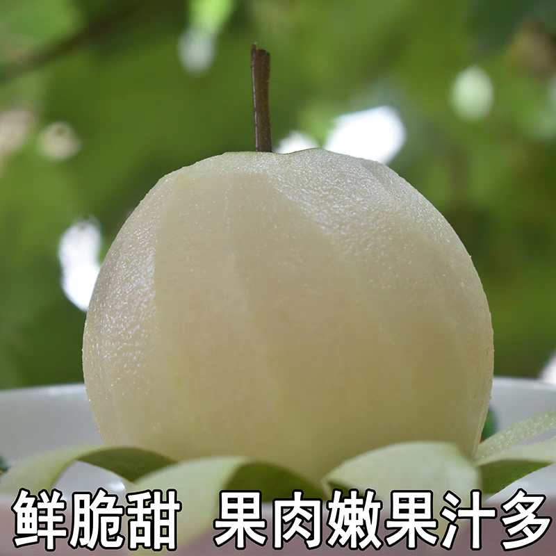 《翠冠梨》砀山翠玉梨/砀山梨/产地直发/量大价优