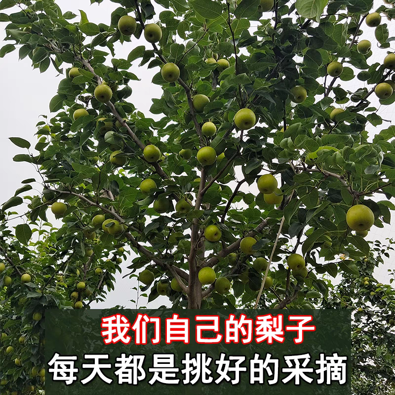 《翠冠梨》砀山翠玉梨/砀山梨/产地直发/量大价优