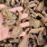 甘肃本地野生大黄，已切片，无硫，自然晾晒