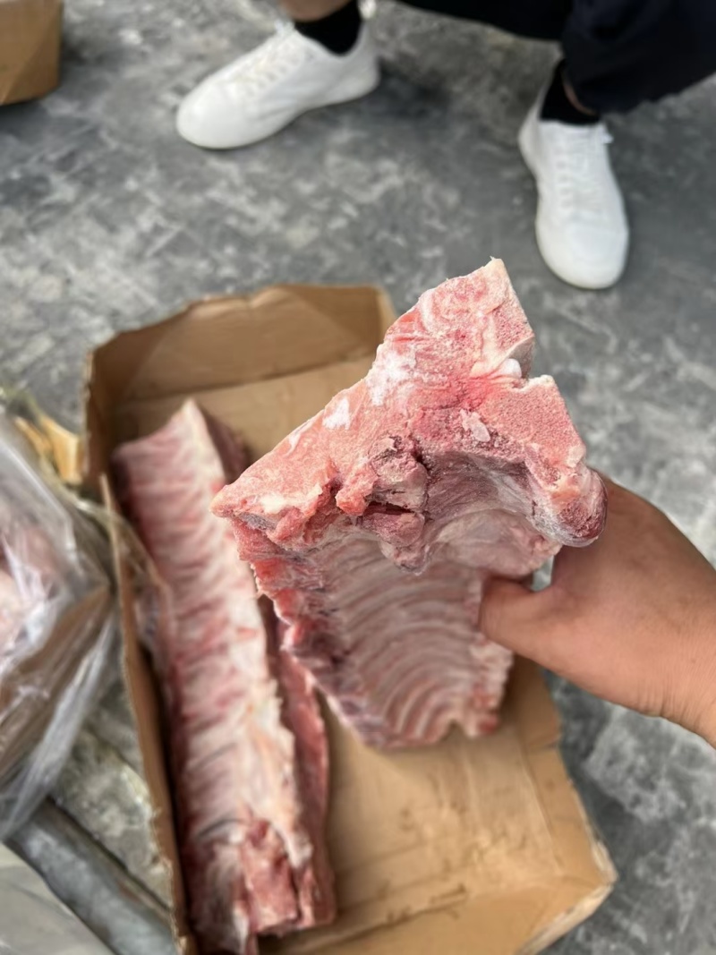 母猪多肉龙骨