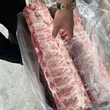 母猪多肉龙骨