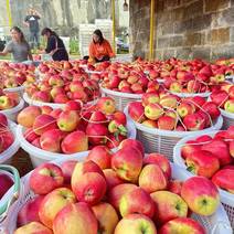 四川凉山高山苹果丑苹果大量上市口感给质量非常好欢迎对接
