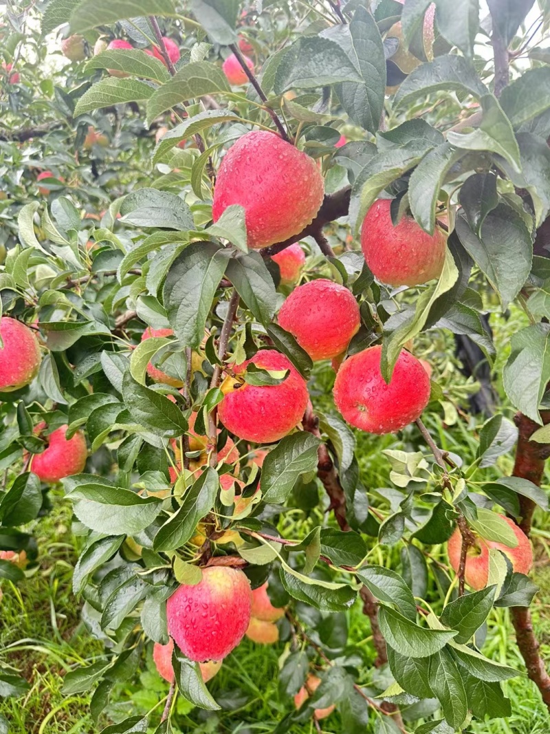 四川凉山高山苹果丑苹果大量上市口感给质量非常好欢迎对接