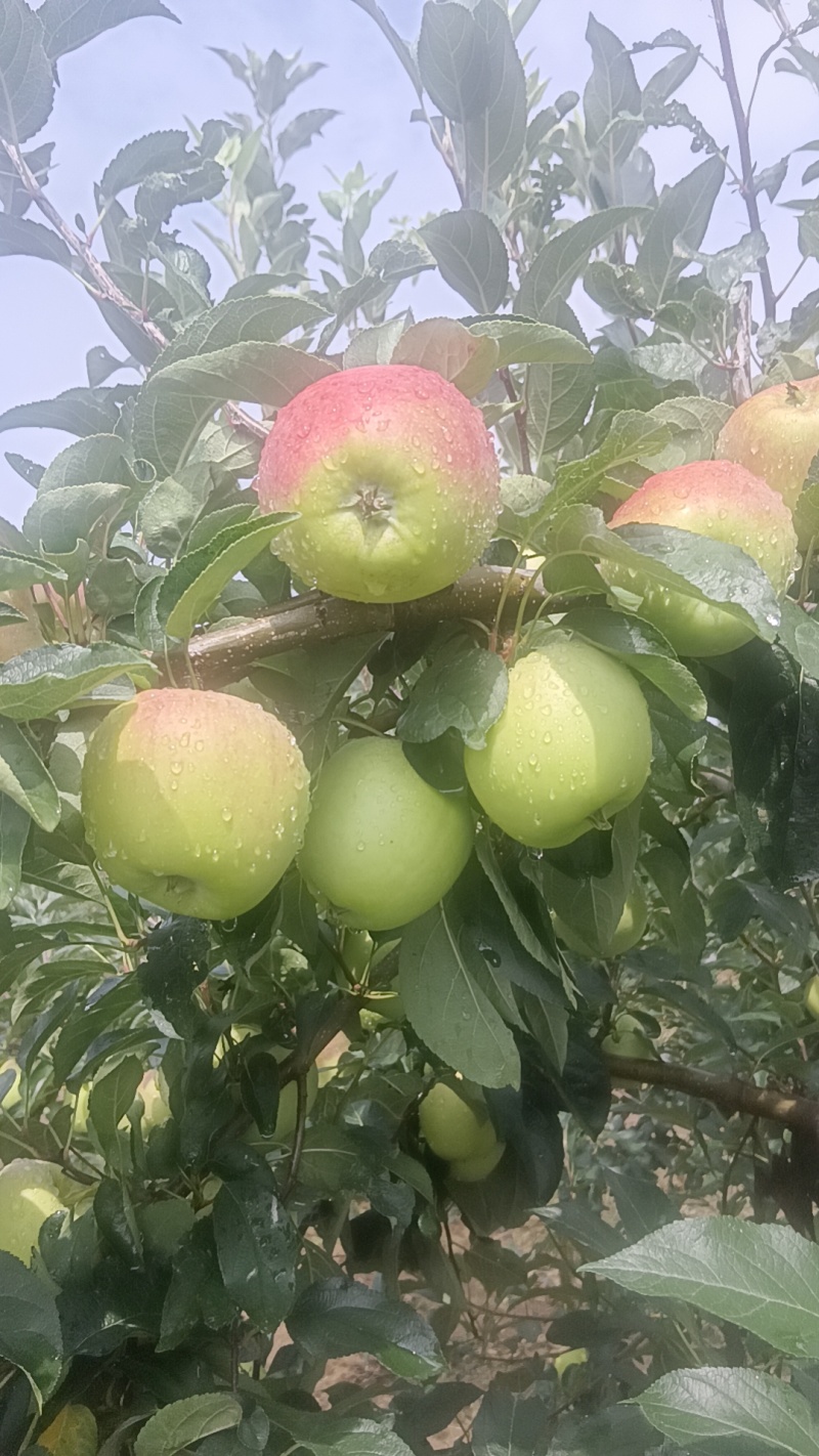 山东鲁丽苹果大量上市中对接商超电商及各大水果批发市场