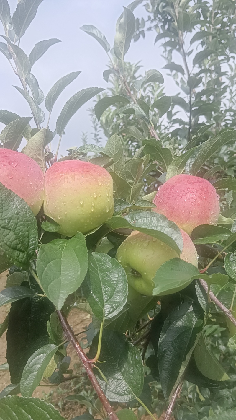 山东鲁丽苹果大量上市中对接商超电商及各大水果批发市场