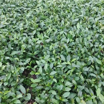 专业茶苗2024福选九号茶苗产地直发一手货源保质保量