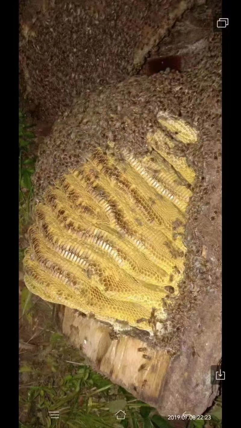 深山农家百花蜜自产自销质量保证批发零售皆可欢迎选购