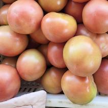 精品沙瓤313西红柿，每天大量供应，质量保证