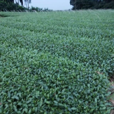 峨眉问春保质保量自产自销苗圃直发欢迎选购